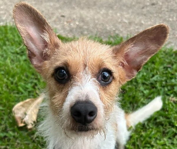 Pixie2 - Terrier