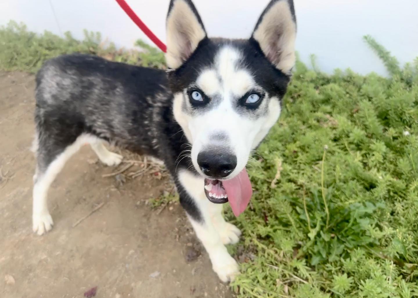 Zorro