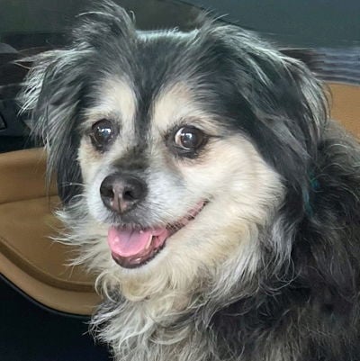 Princess - Cocker Spaniel