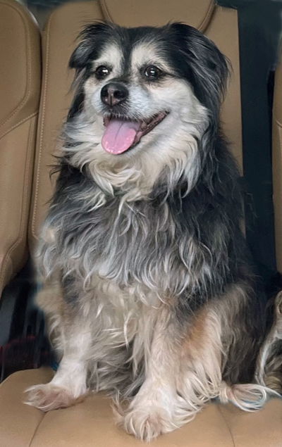 Princess - Cocker Spaniel