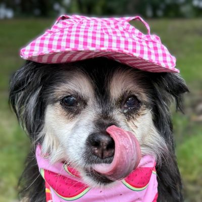 Princess - Cocker Spaniel