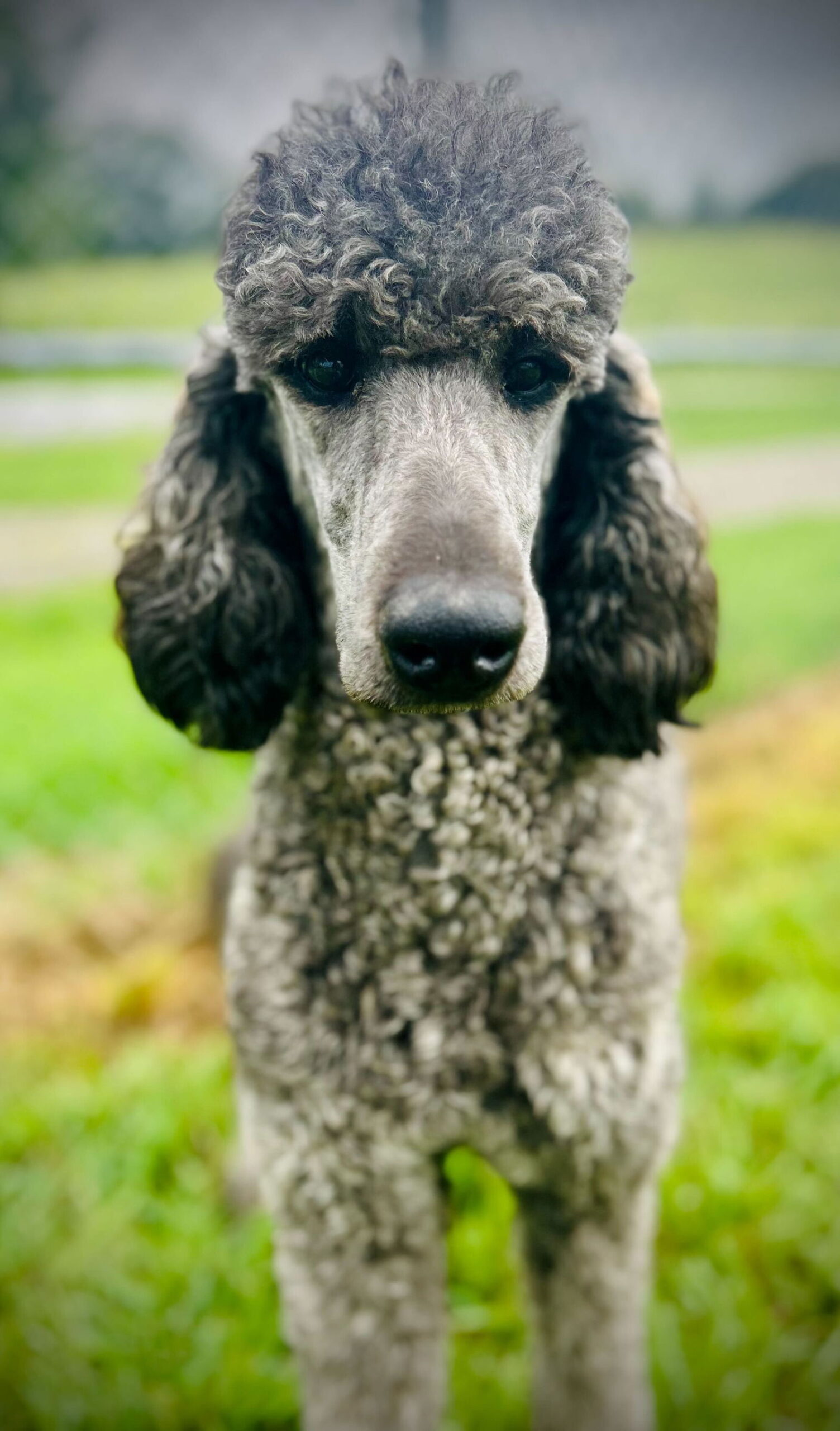 Bellamy Jul 25 - Poodle (Standard)