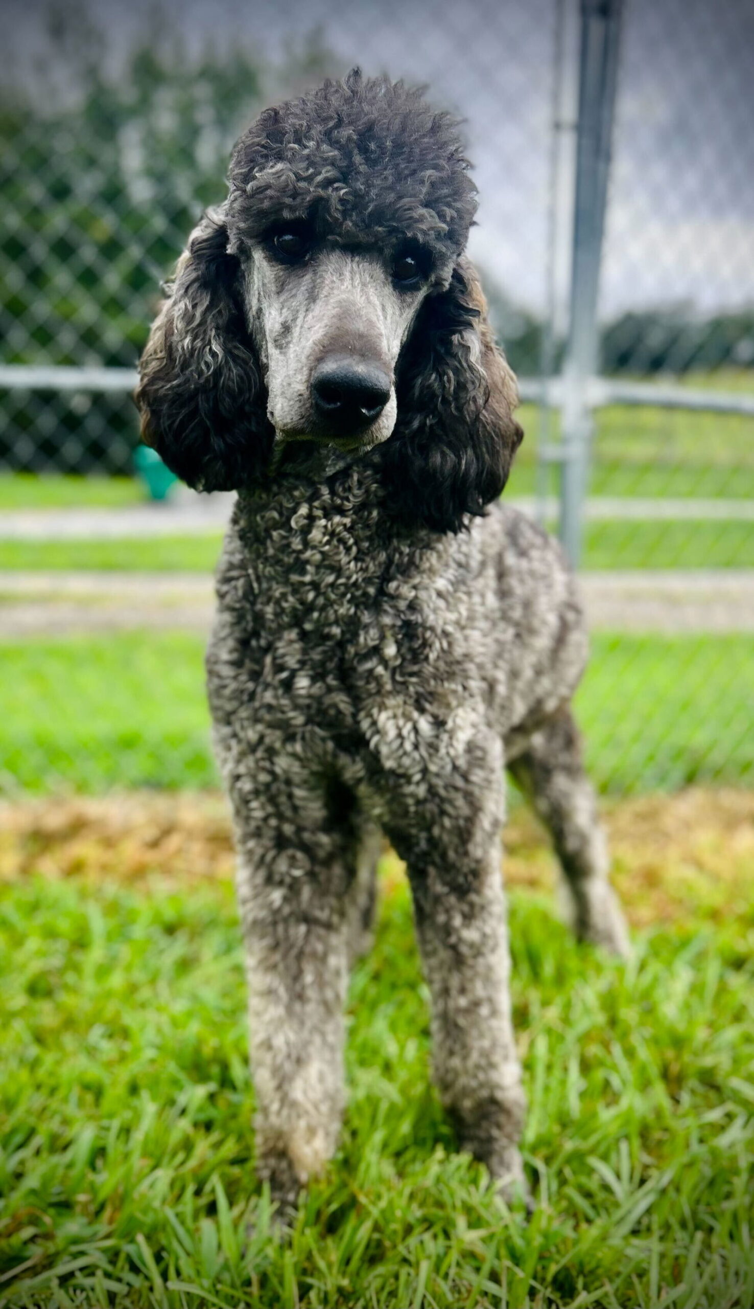 Bellamy Jul 25 - Poodle (Standard)