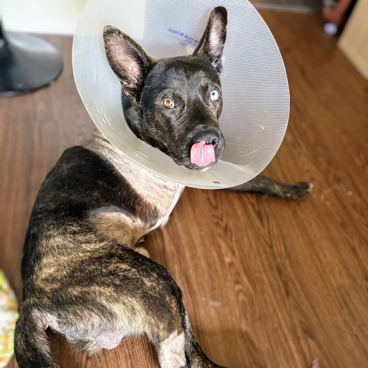 Popeye - Shepherd