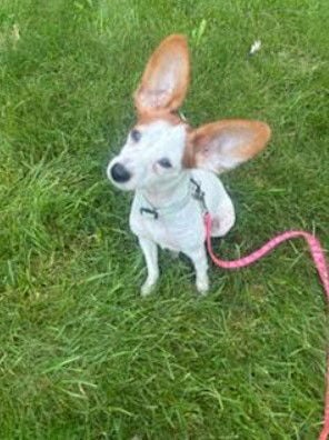 Peanut - Chihuahua