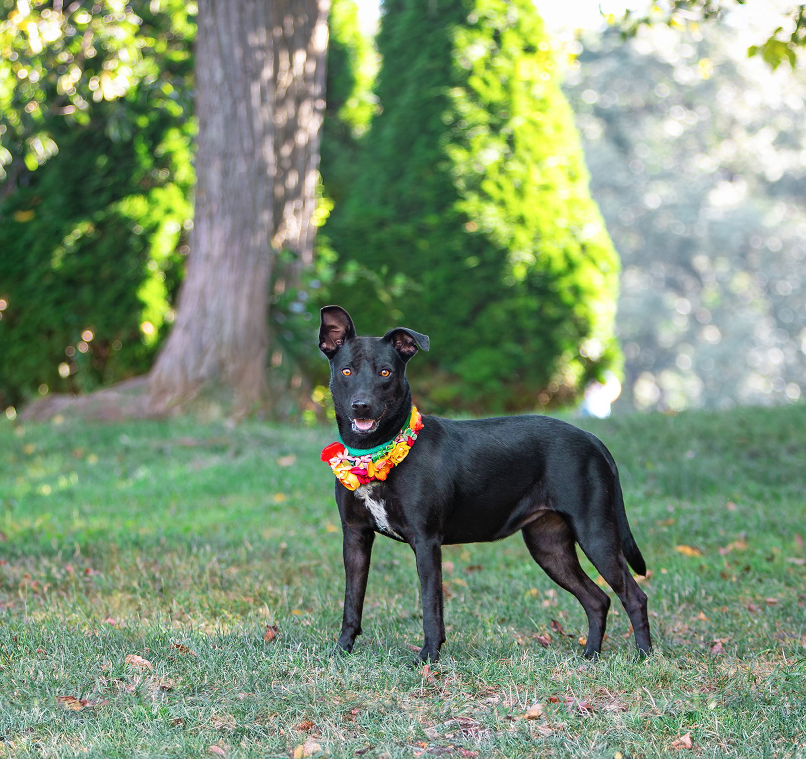 Callie - Labrador Retriever