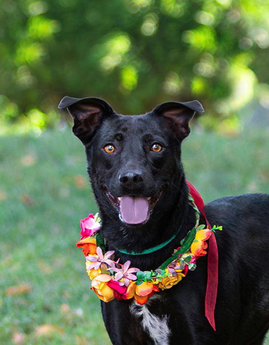 Callie - Labrador Retriever