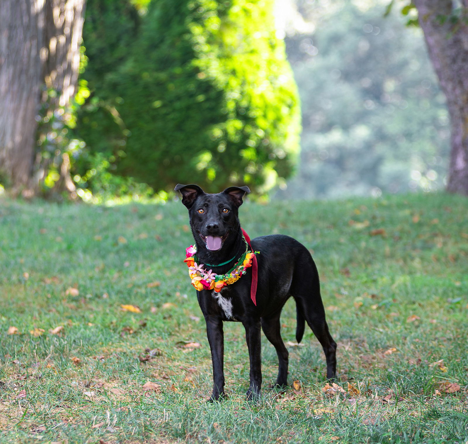 Callie - Labrador Retriever