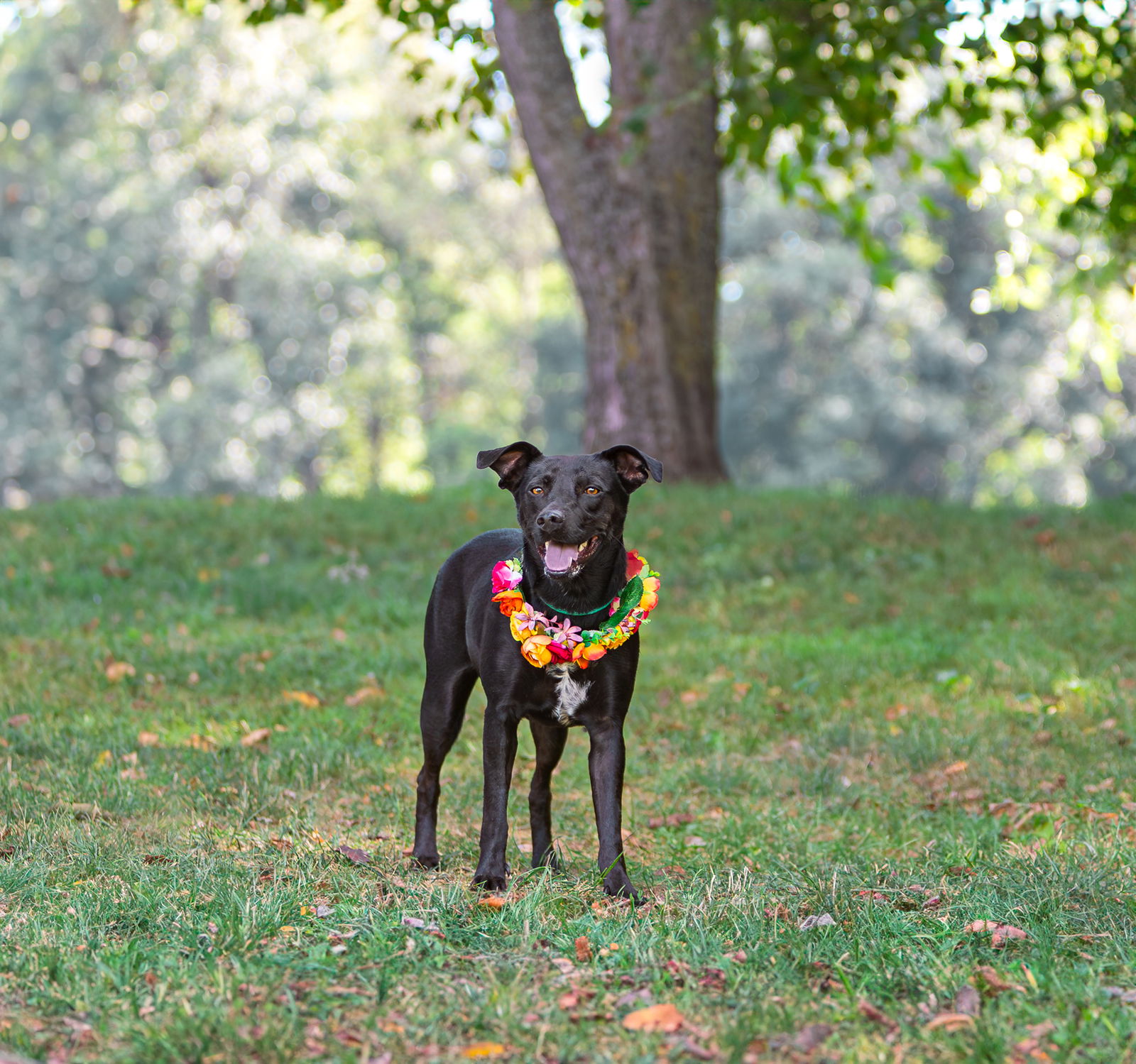 Callie - Labrador Retriever