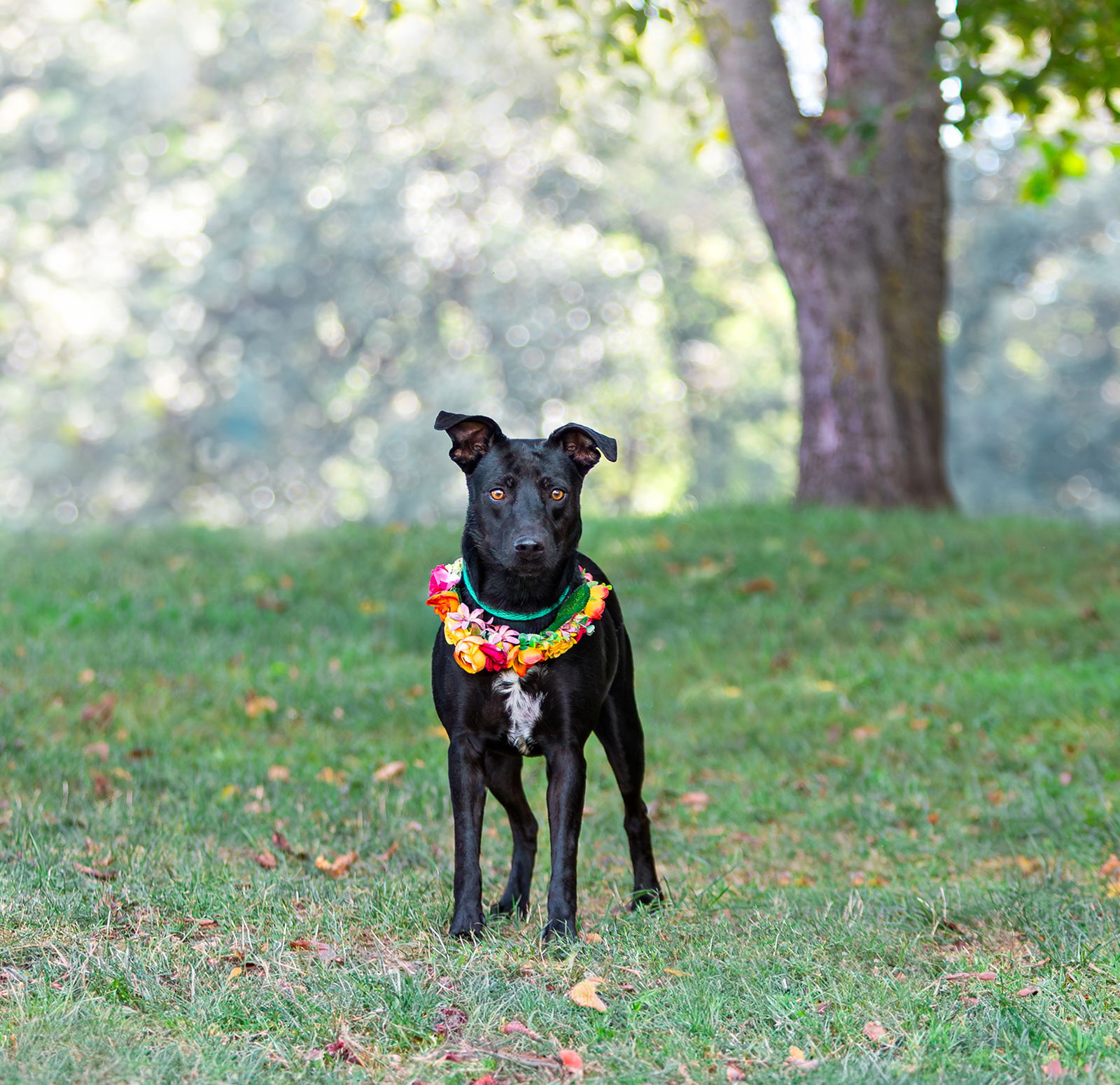 Callie - Labrador Retriever