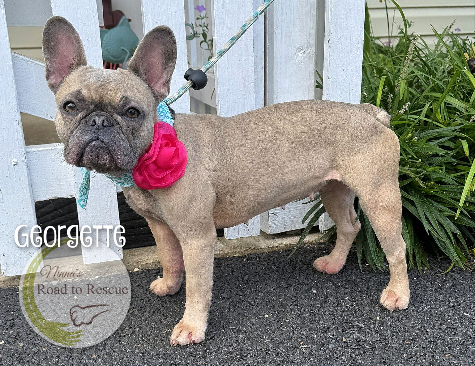 Georgette - French Bulldog