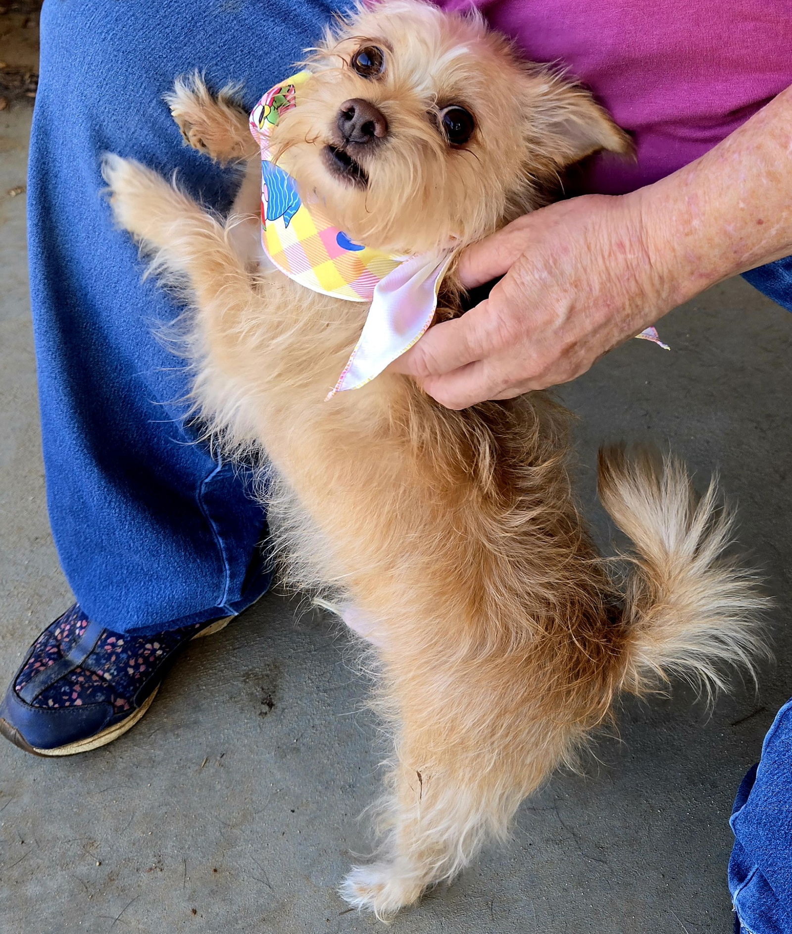Ziggy - Cairn Terrier