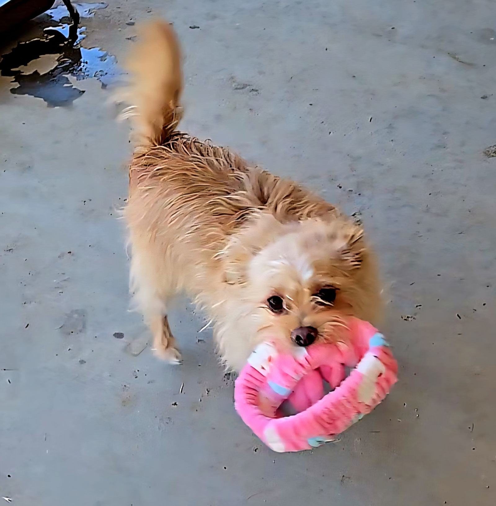 Ziggy - Cairn Terrier