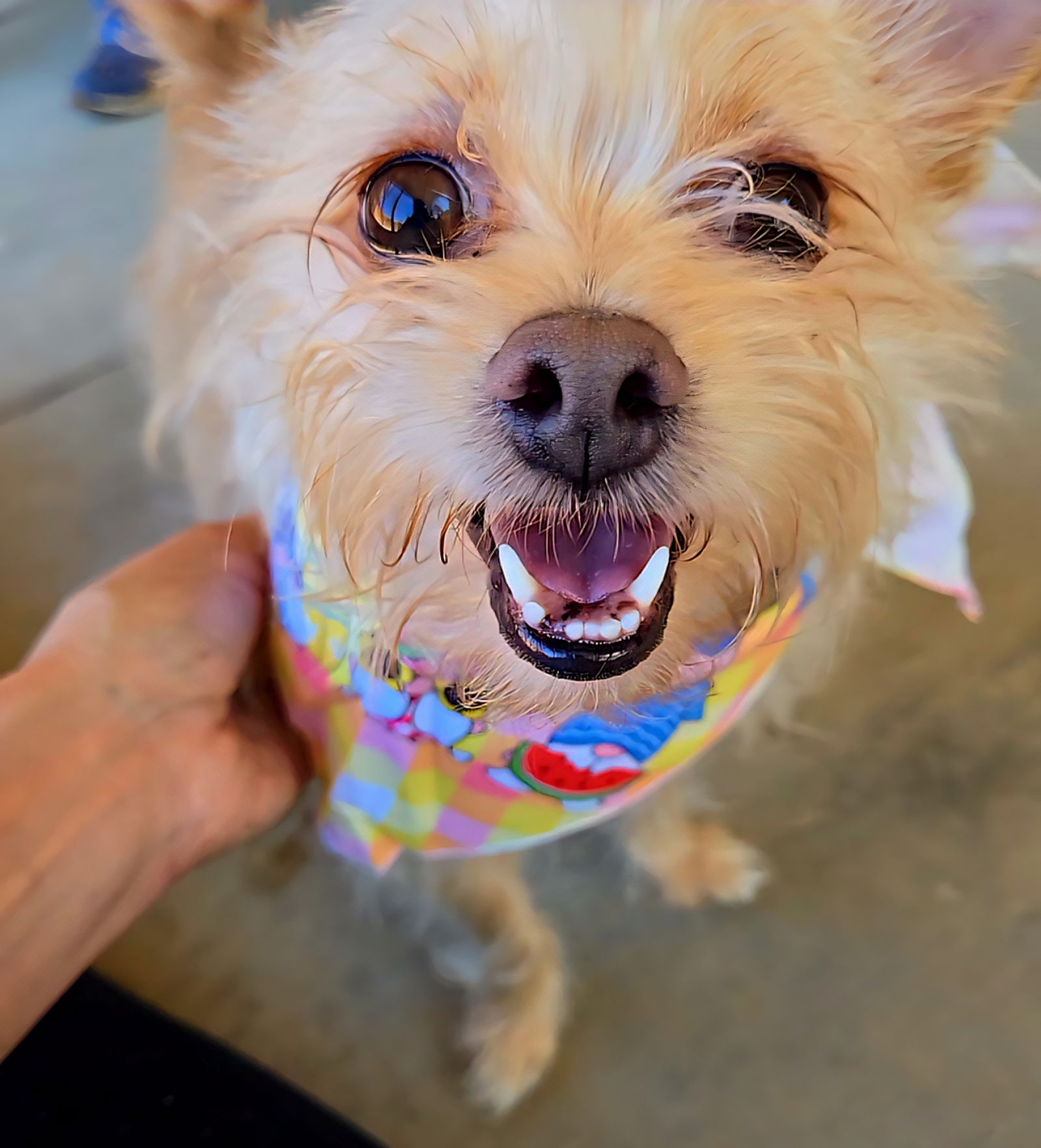 Ziggy - Cairn Terrier