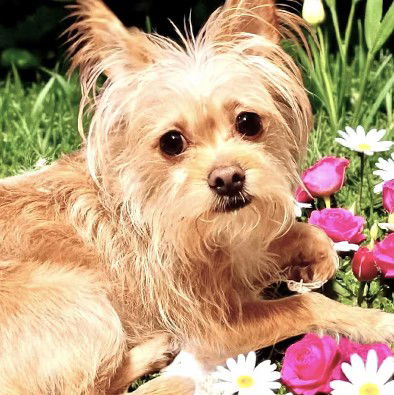 Ziggy - Cairn Terrier