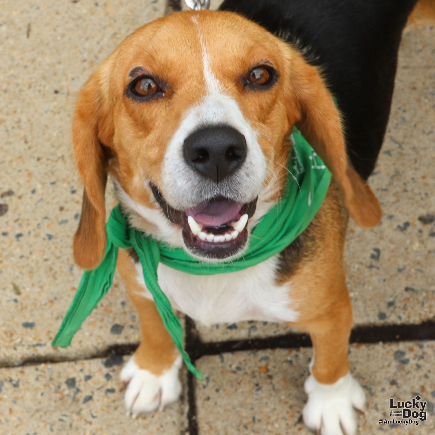 Coraline - Beagle