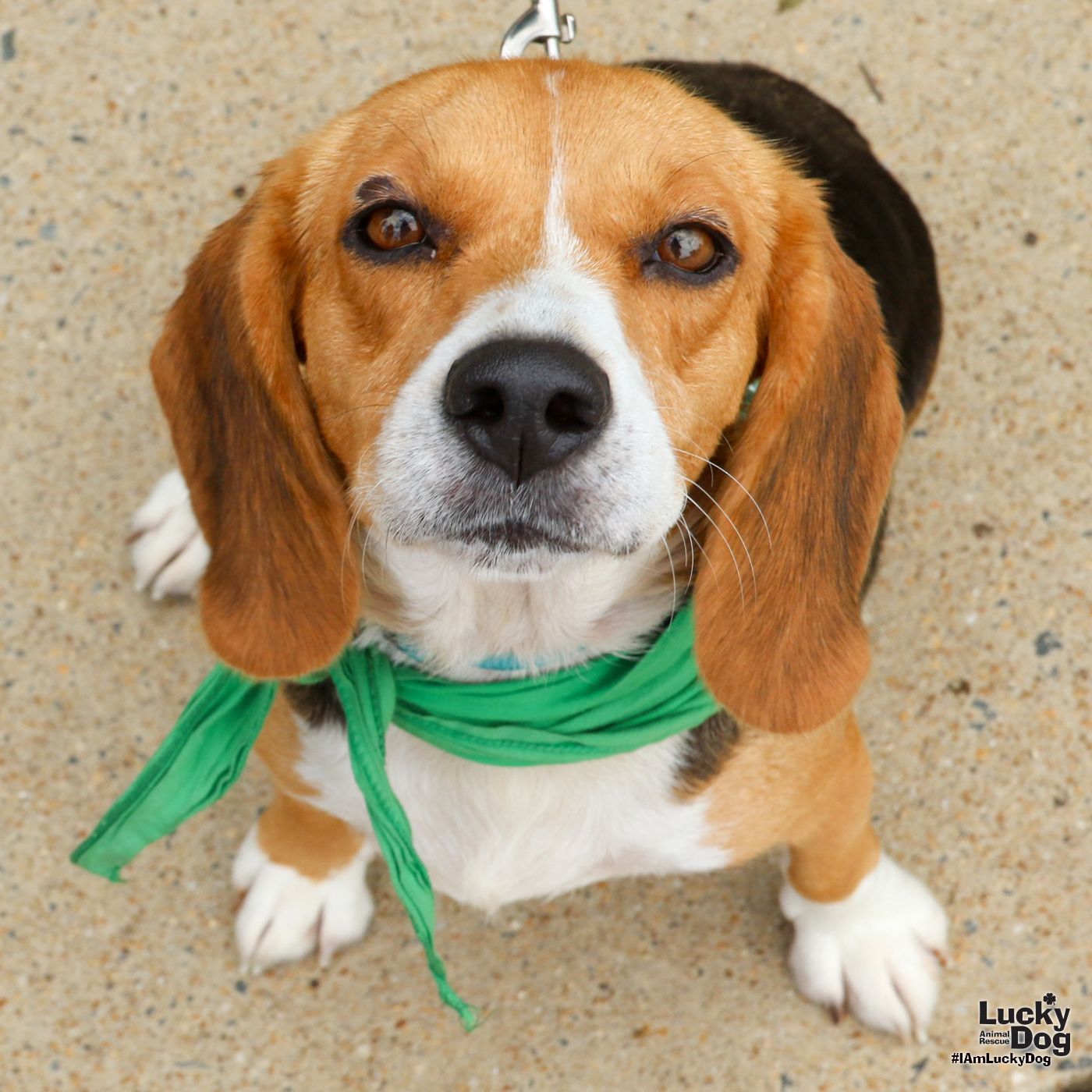 Coraline - Beagle