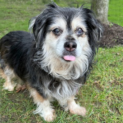 Princess - Cocker Spaniel