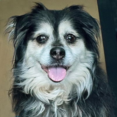 Princess - Cocker Spaniel