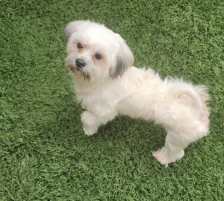 Meemo- NO MORE APPLICATIONS PLEASE! - Maltese