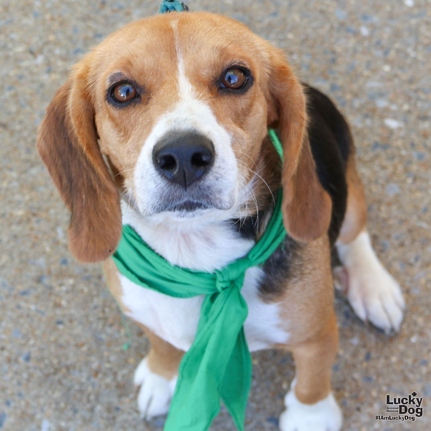 Coraline - Beagle