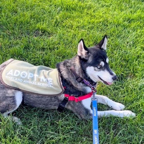 Samwise - Siberian Husky