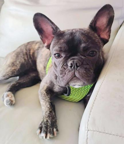 Star - French Bulldog
