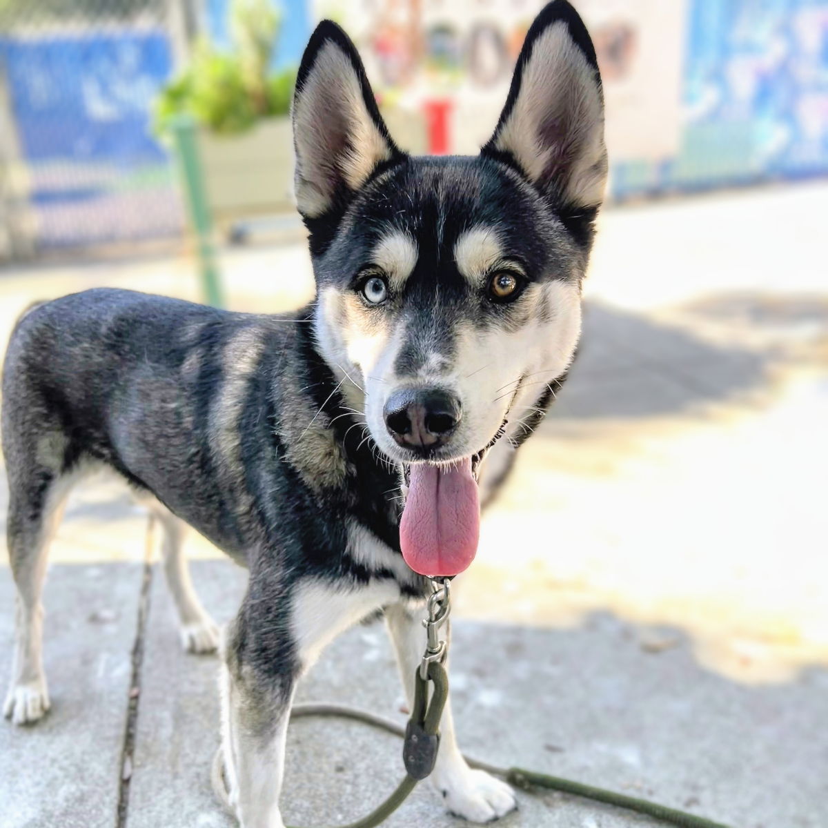 Samwise - Siberian Husky