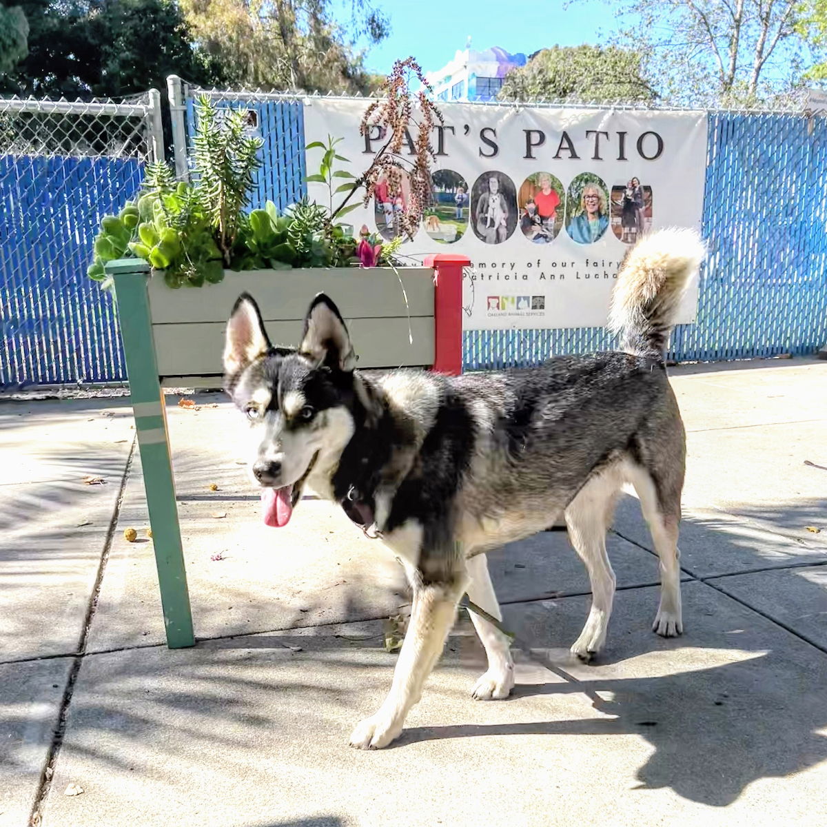 Samwise - Siberian Husky