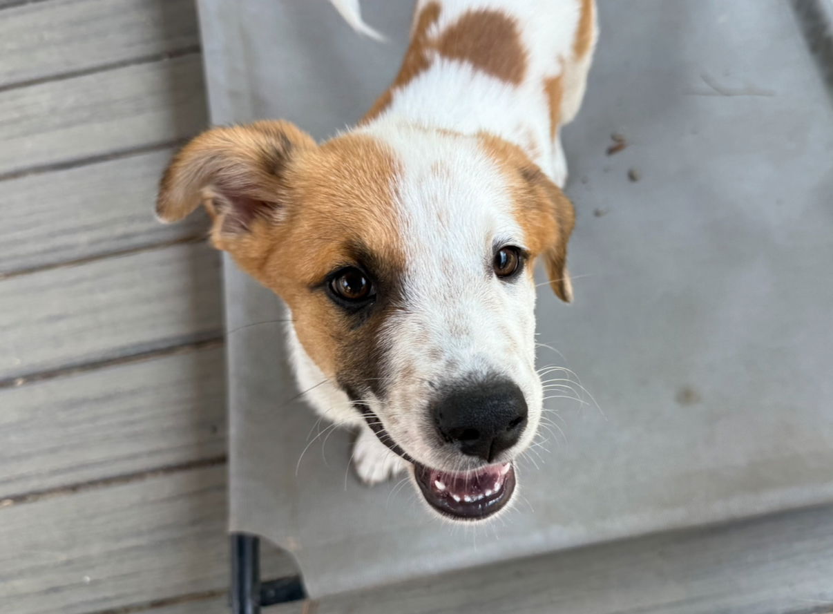 Hobbs - Labrador Retriever