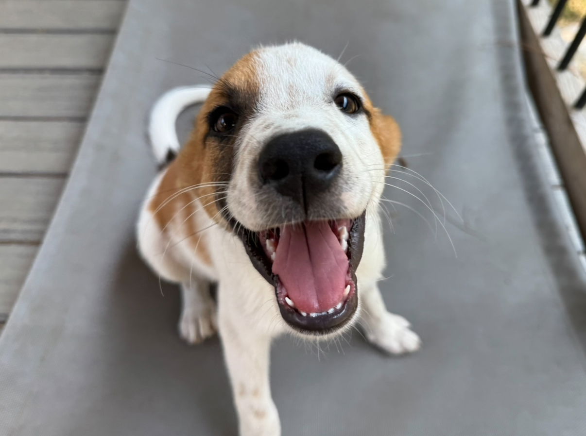 Hobbs - Labrador Retriever