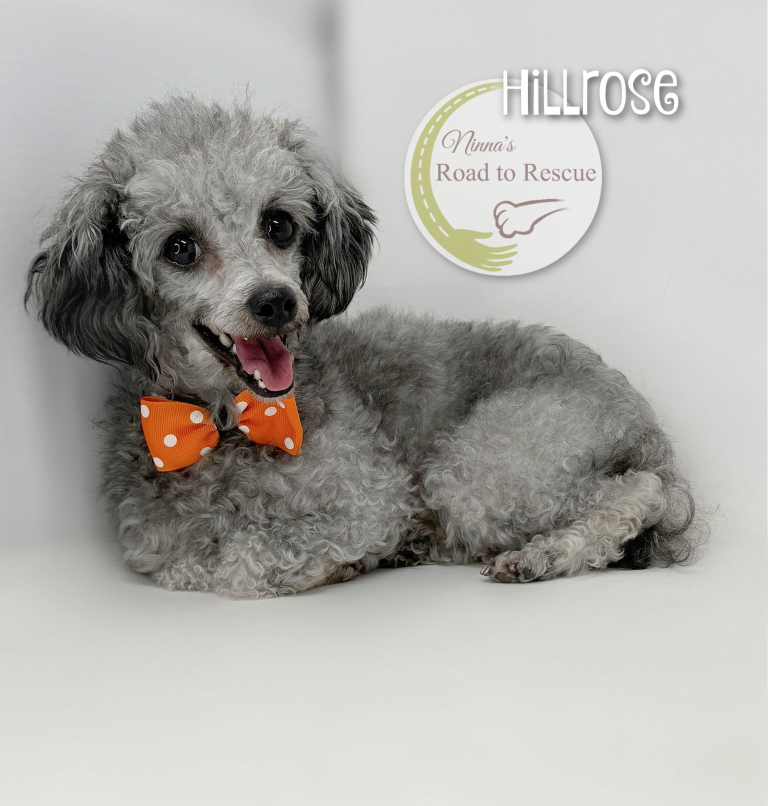 Meet Hillrose: The Dainty Toy Poodle with a Gentle Spirit - Rocky