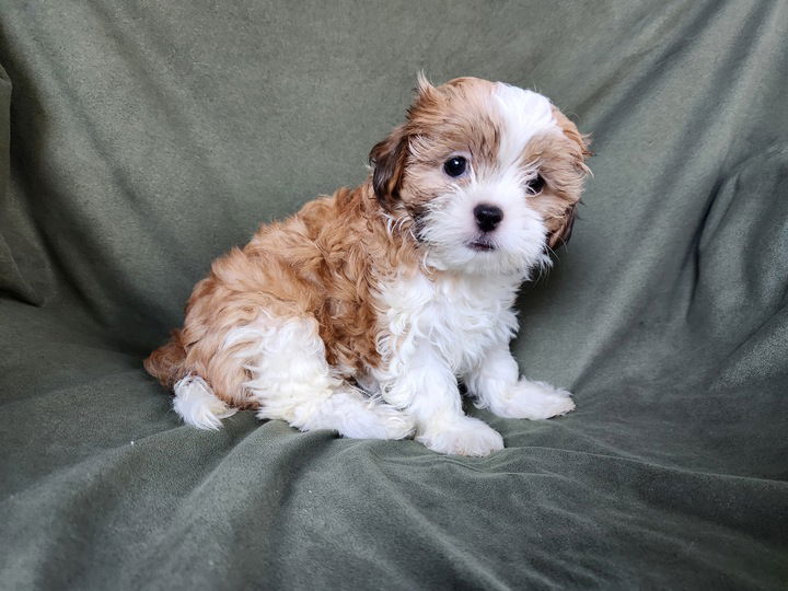 Fabiola Jul 25 - In Foster in Durham, NC - Poodle (Toy)