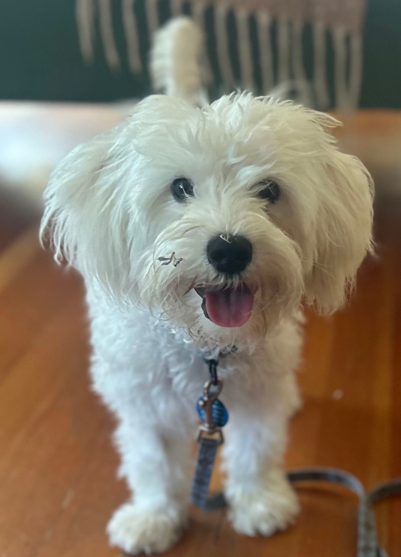 Boomer - Maltese