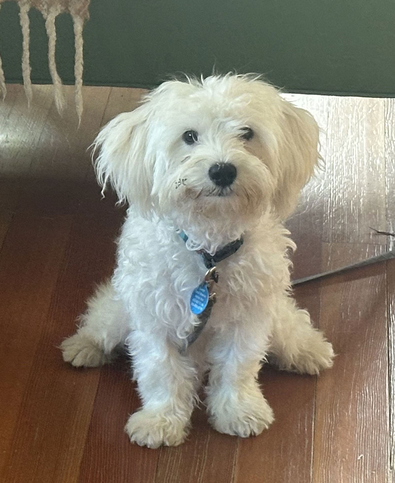 Boomer - Maltese