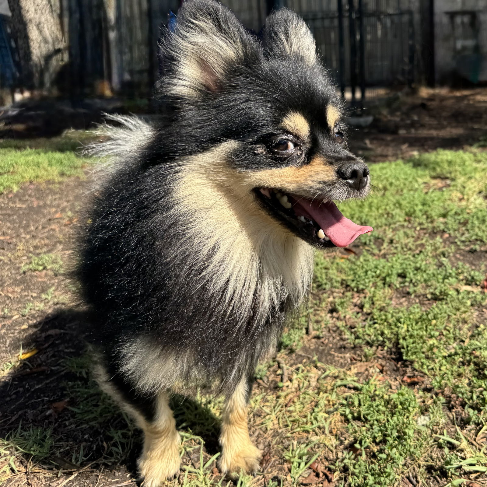 Arlo - Pomeranian