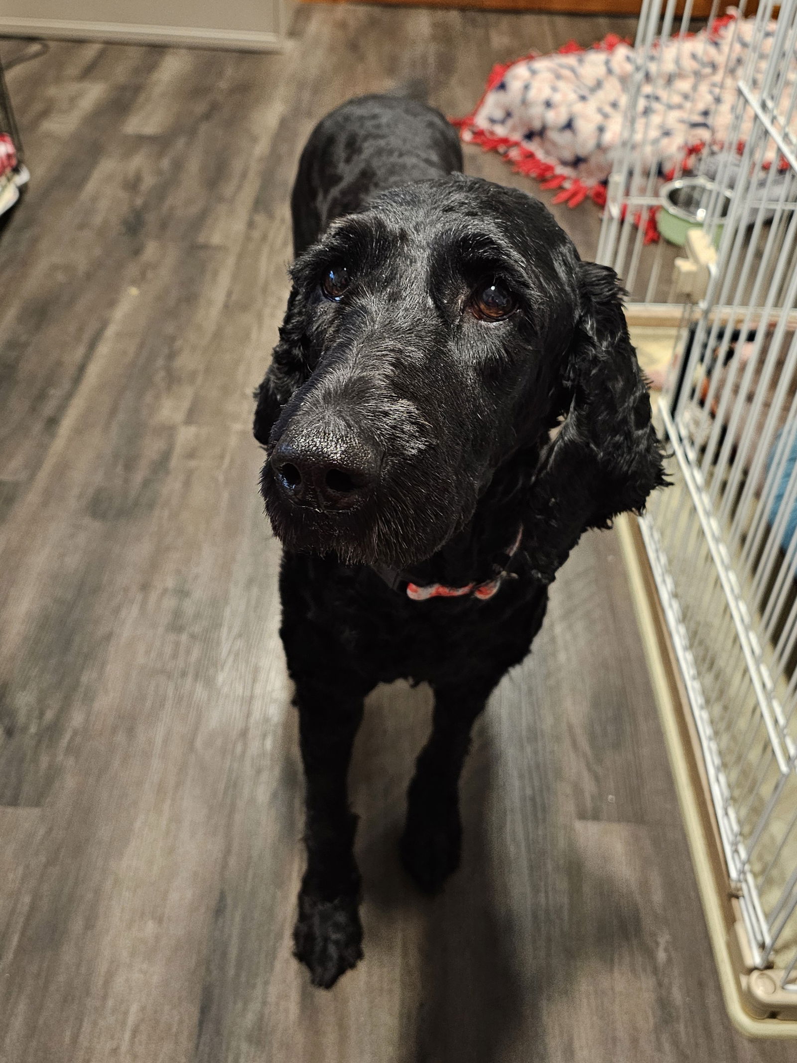 Lulu - Labrador Retriever
