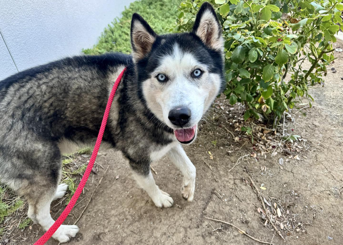 Max