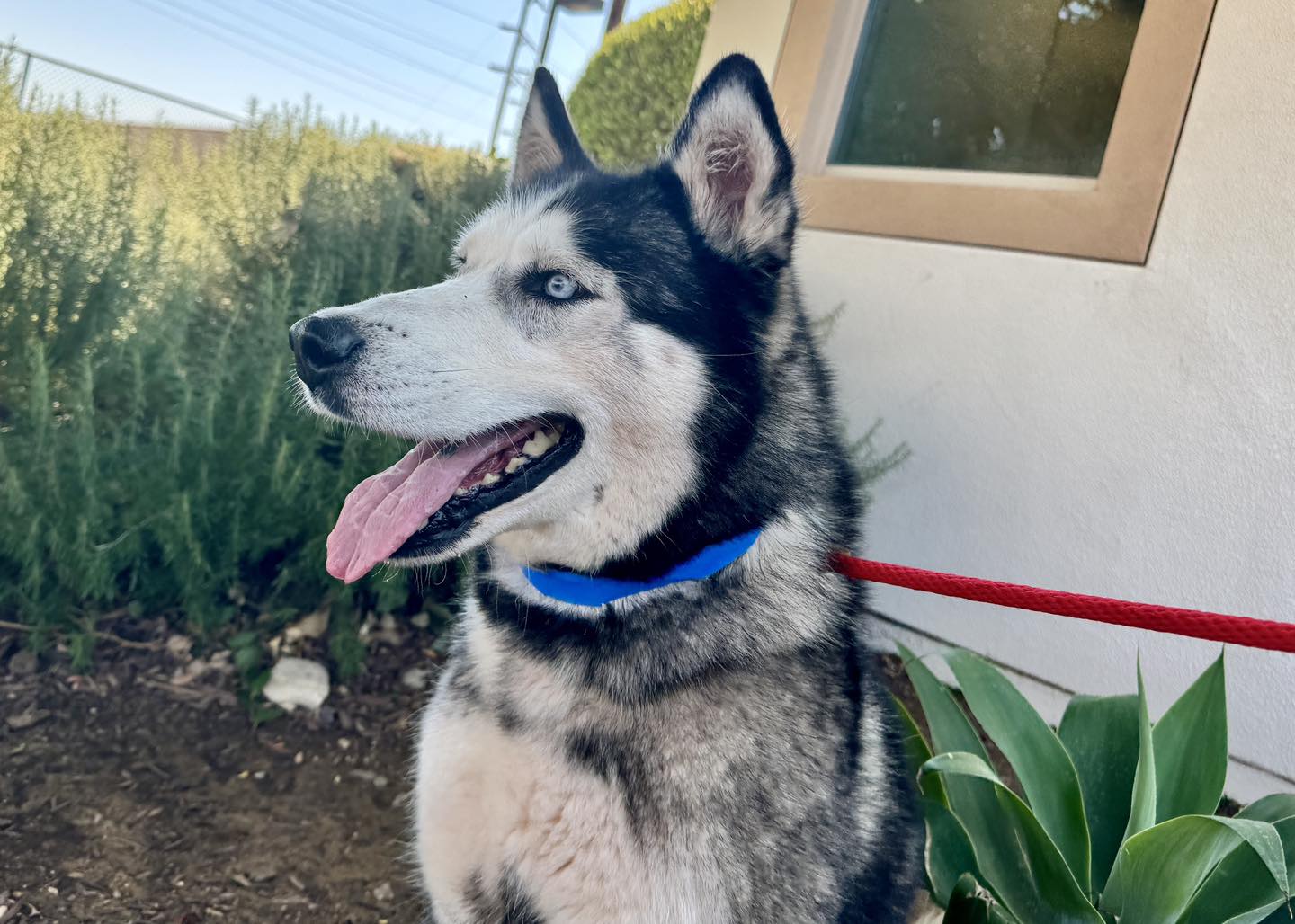 Max