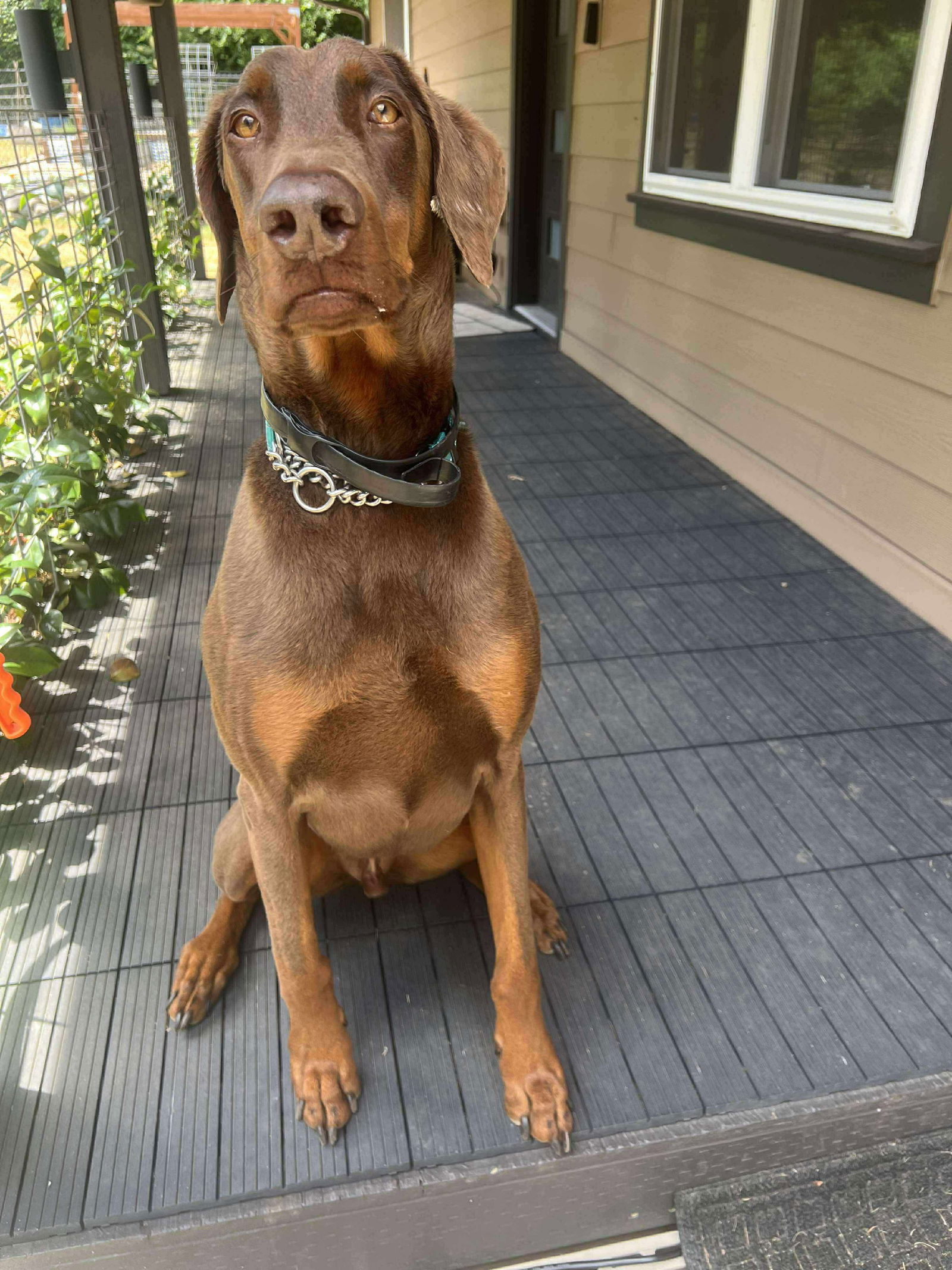 Apollo - Doberman Pinscher