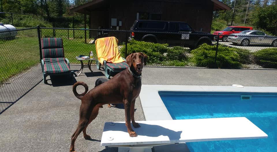 Apollo - Doberman Pinscher