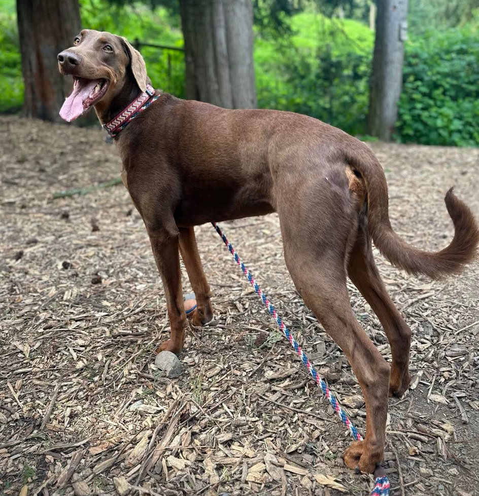 Apollo - Doberman Pinscher