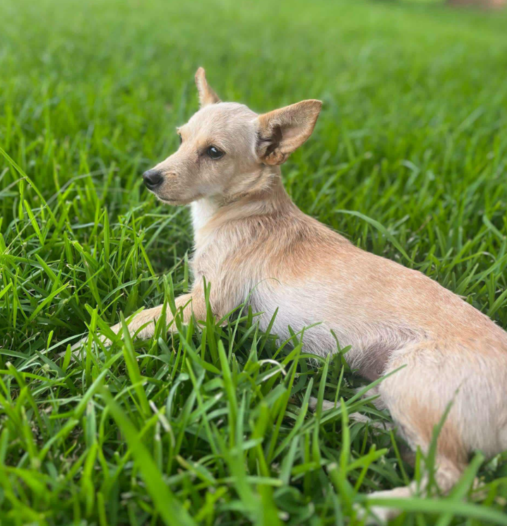 Channing in RI - Chihuahua