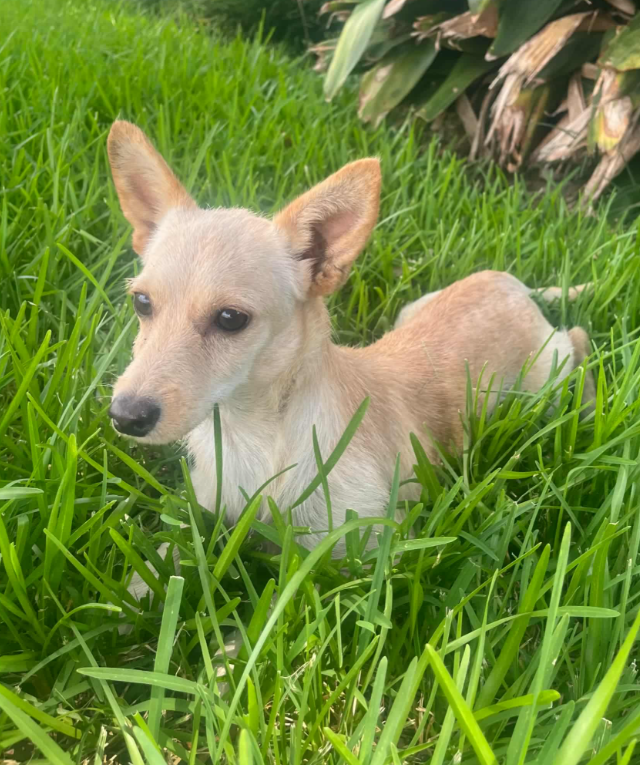 Channing in RI - Chihuahua