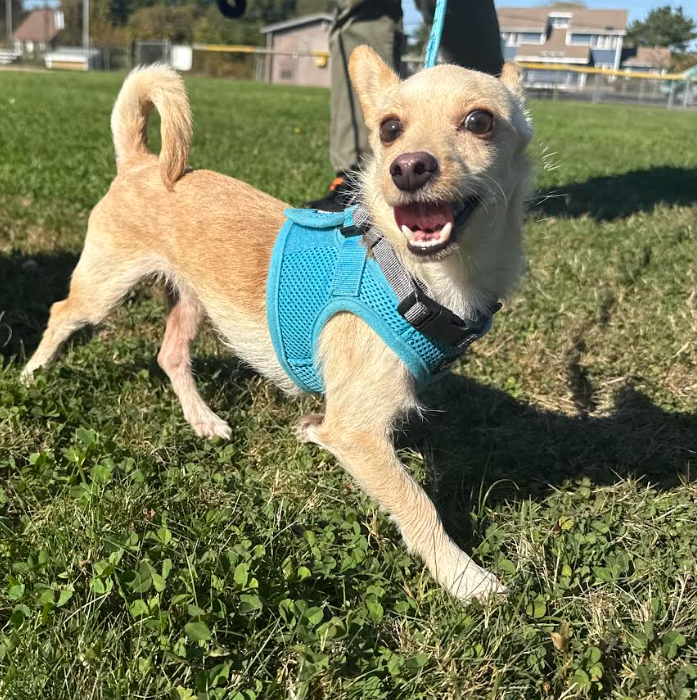 Channing in RI - Chihuahua