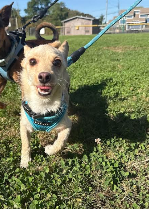 Channing in RI - Chihuahua