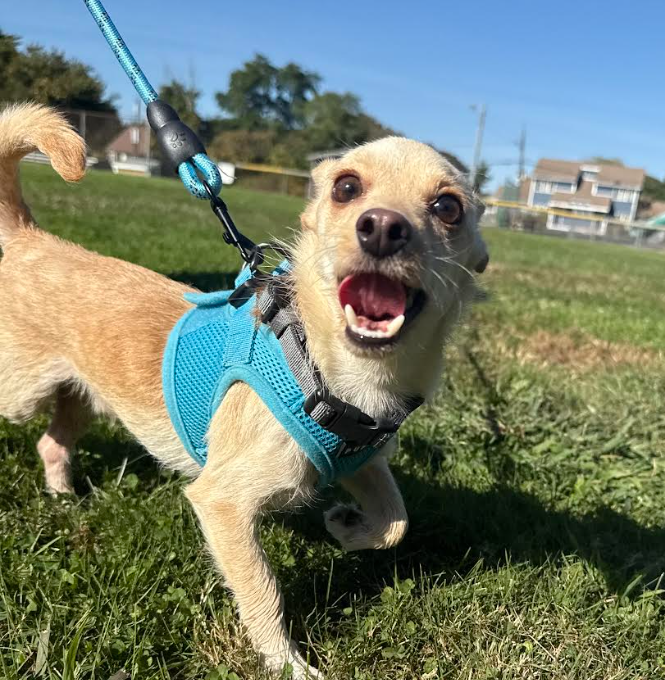 Channing in RI - Chihuahua