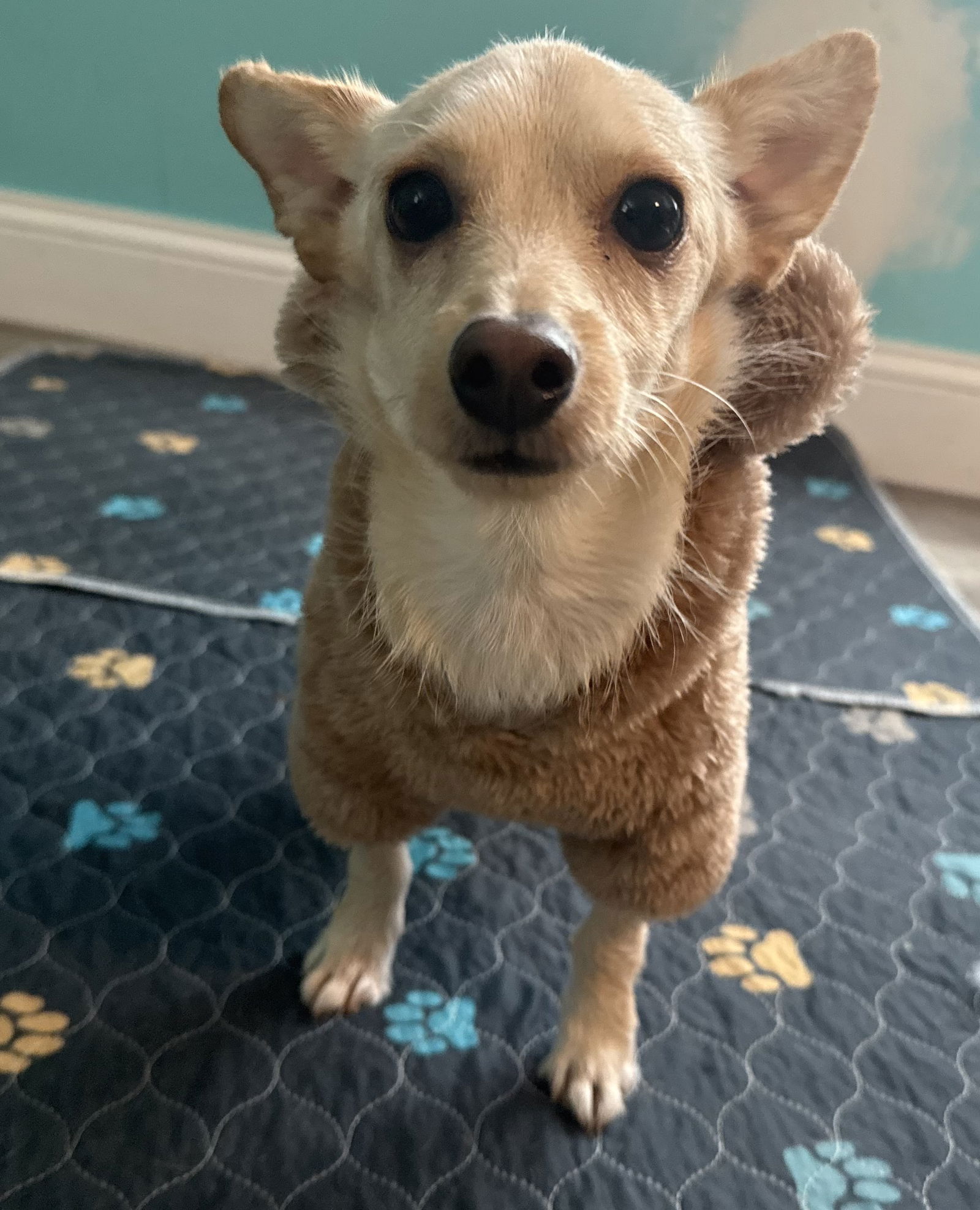 Channing in RI - Chihuahua