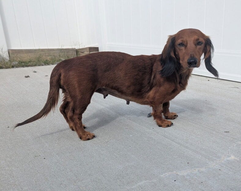 Pip in NC - Dachshund