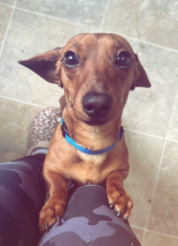 Biscuit - Dachshund